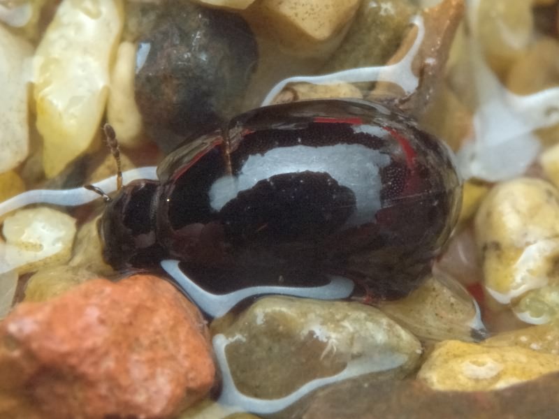 Coelostoma orbiculare (Fabricius, 1775)